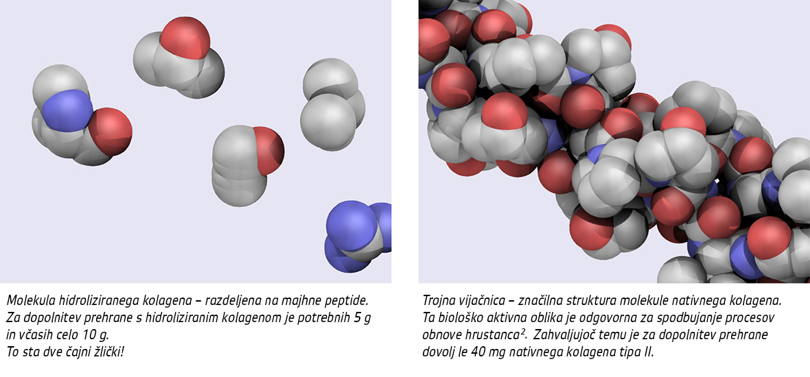 Movisan™ Collagen II - colagen